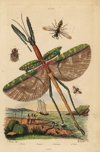 Goliath-Stabschrecke, Fliege, Bienenwolf, Rindenwanze von Unbekannt