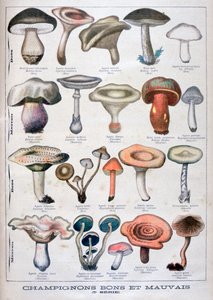 Gute und schlechte Pilze, 1896 von Unbekannt