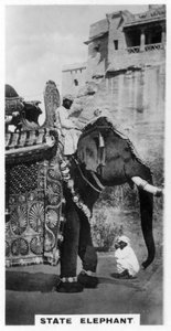 Staatselefant in Kostüm, Südindien, ca. 1925 von Unbekannt