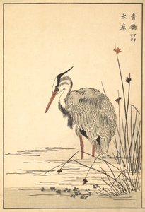 Graureiher Aosagi und Mizu-aoi-Pflanze, 1857