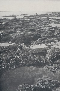 Great Barrier Reef, 1924