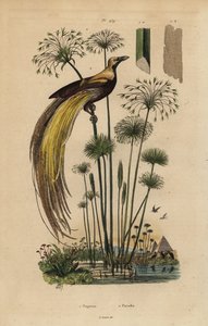 Großer Paradiesvogel, Paradisaea apoda, und Papyrusgras, Cyperus papyrus