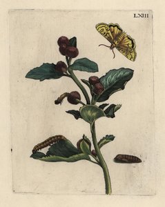 Große Klette, Arctium lappa Pflanze, mit Motte, Raupe und Puppe von Unbekannt