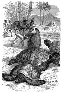 Grüne Schildkröte wird von Jägern gefangen, 1884