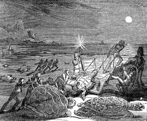 Grüne Schildkröten und Unechte Karettschildkröten an der Küste Kubas gefangen, 1832 von Unbekannt