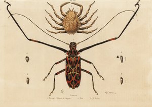 Harlekin-Käfer, Acrocinus longimanus 1, und Europäische Spinnenkrabbe, Maja squinado 2
