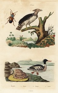 Harpyie, Brasilianischer Säger, kritisch gefährdet, Harpalus-Käfer und Harfenschnecke