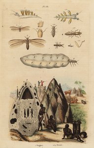 Erntetermite und Hügel, Microhodotermes-Arten, und Nacktschnecke, Tergipes tergipes