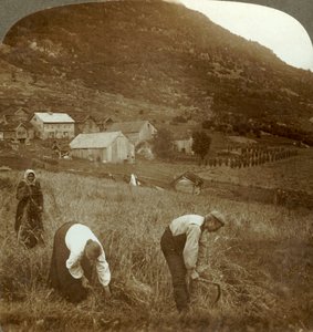 Gerste ernten auf einem Mindresunde-Bauernhof im Tal bei Olden, Norwegen, ca. 1905