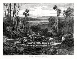 Holztransport, Australien, 1877