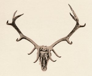 Kopf eines Hirsches, 16. Jahrhundert, 1904