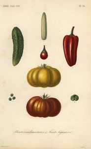 Kräuter und Gemüse