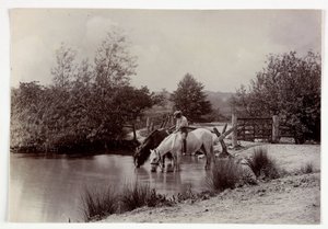 Pferde trinken an einem Teich, um 1890 von Unbekannt