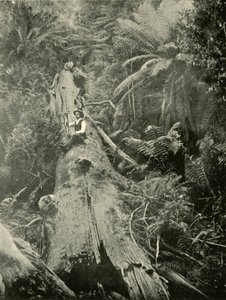 Wie sind die Mächtigen gefallen, 1901