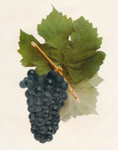 Hybrid Franc, 1908