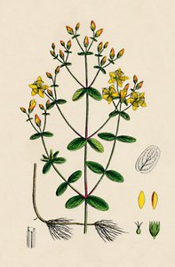 Hypericum Boeticum. Gewelltes Johanniskraut, 19. Jahrhundert von Unbekannt