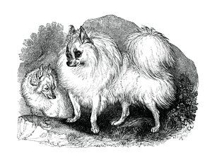 Isländischer Hund, 1848 von Unbekannt