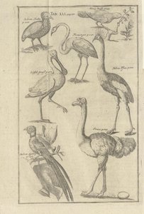 Illustration aus dem Buch Beschreibung des Vorgebirges der Guten Hoffnung und der darauf wohnenden Hottentotten von Kolb, Peter und herausgegeben von Peter Conrad Monath (de, 1745) von Unbekannt