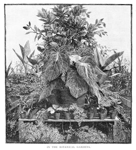 Im Botanischen Garten, 1886
