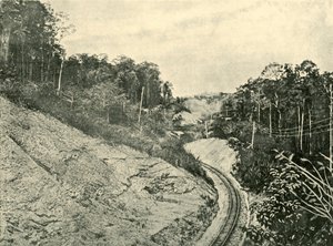In den Blackall Ranges, 1901