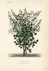 Indische Beere, Anamirta cocculus von Unbekannt