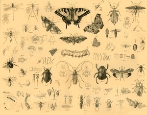 Insekten, um 1910