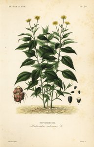 Topinambur von Unbekannt