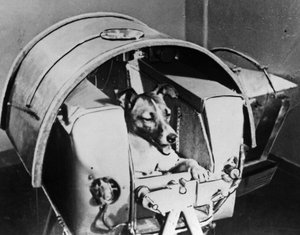 Laika, russischer Kosmonautenhund, 1957