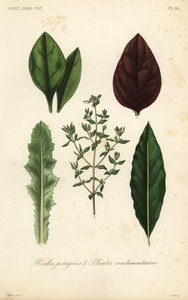 Blattgemüse und Kräuter