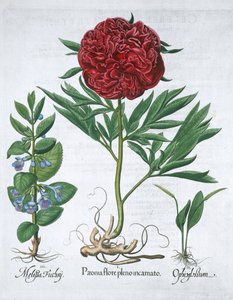 Zitronenmelisse, Pfingstrose und Natternzungenfarn