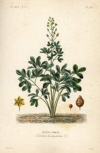 Leontice, Leontice leontopetalum von Unbekannt