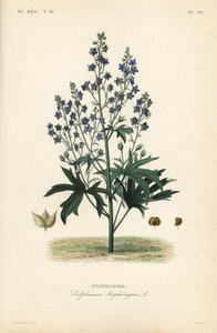 Läusekraut oder Stephanskraut, Delphinium staphisagria