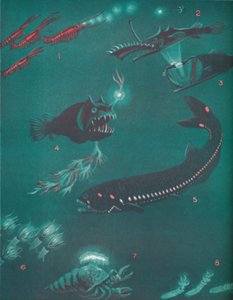 Leben eine halbe Meile unter der Meeresoberfläche, 1935 von Unbekannt
