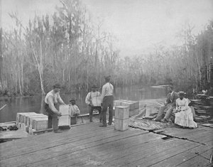 Orangenverladung am Ocklawaha River, Florida, ca. 1897