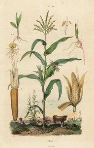 Mais oder Zuckermais, Zea mays von Unbekannt