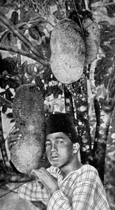 Malay sammelt Jackfrucht, 1922 von Unbekannt