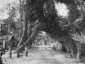 Malerischer alter Feigenbaum Ficus indica an der Straße Colombo-Galle bei Kalutara, 1926 von Unbekannt
