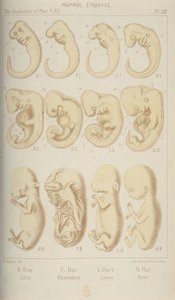 Säugetierembryonen, 1905 von Unbekannt