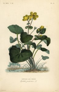 Sumpfdotterblume von Unbekannt