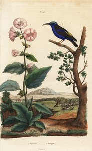 Eibisch, Althaea officinalis 1, und Purpurhonigsauger, Cyanerpes caeruleus 2