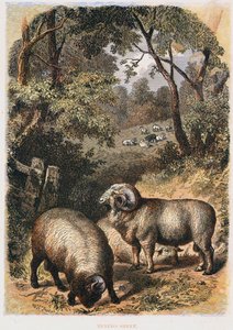 Merinoschafe, ca. 1860