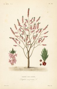 Seidelbast oder Kellerhals, Daphne mezereum, Echter Seidelbast