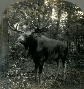 Herrscher über alles, was ich überblicke, 1899