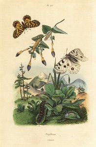 Berg-Apollofalter, Parnassius apollo, und Südlicher Feston, Zerynthia polyxena, Larve und Puppe von Unbekannt