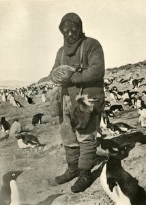 Murray hält junge Pinguine, um 1908-1909