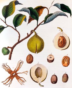 Myrsitica fragrans - Muskatnuss, um 1798