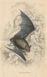 Natterers Fledermaus Myotis nattereri, 1828 von Unbekannt