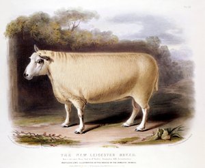 New Leicester Dishley-Widder, 1842