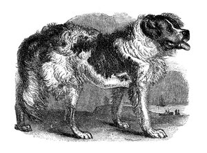 Neufundländer Hund, 1848