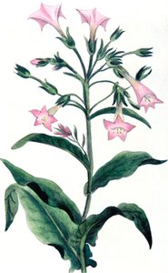Nicotiana tabacum - Tabakpflanze, 1823 von Unbekannt